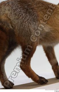 Red fox leg 0029.jpg